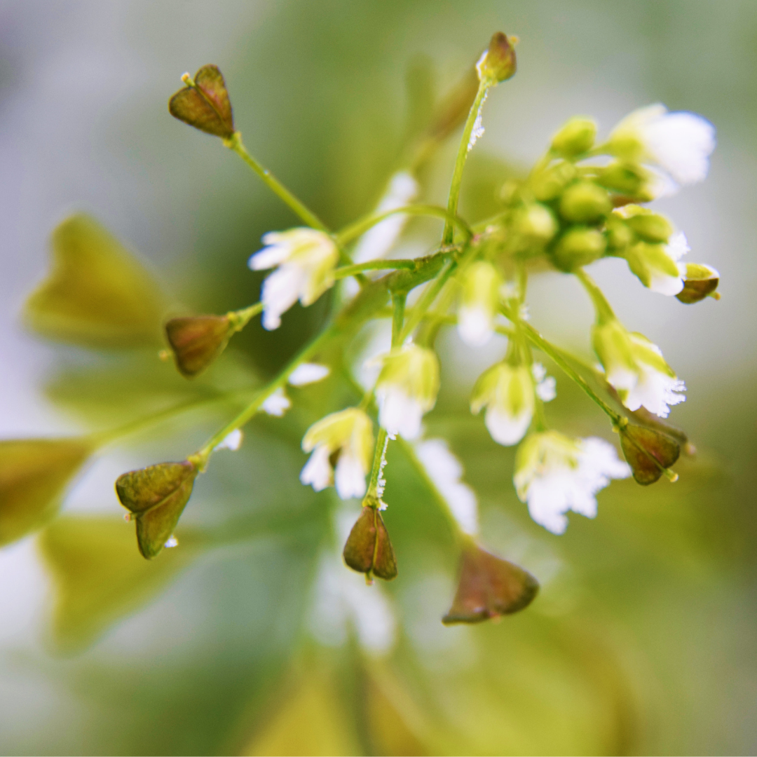 Shepherd's Purse Herbal Tincture