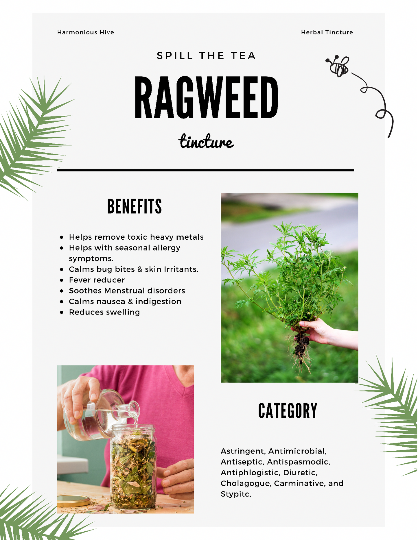 Ragweed Herbal Tincture
